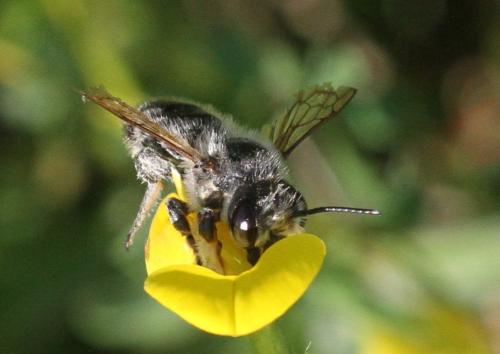 Megachile willughbiella